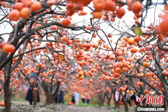線上賭場：（鄕村行·看振興）廣西恭城“豐”景如畫 高鉄助推“柿業”紅火